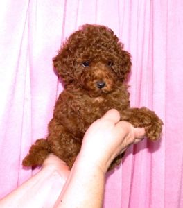 Цуценята Той Пудель ред Браун