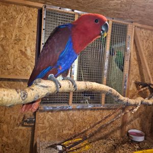 Продам пташенят еклектуса!