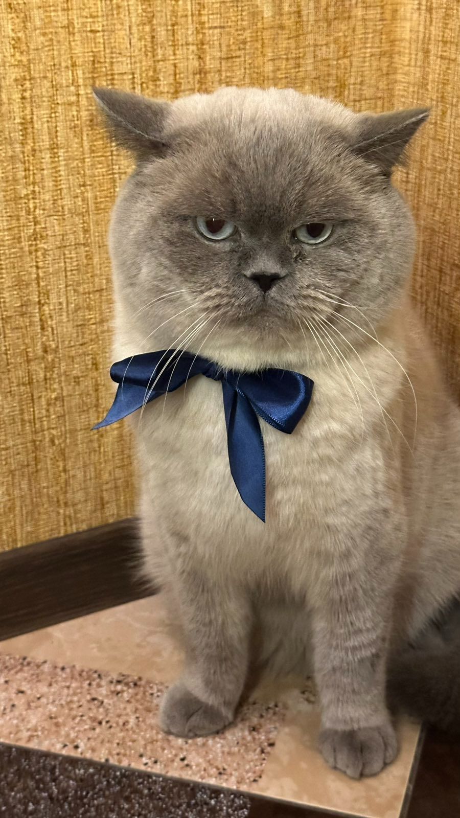 Дівчинка Шикарна скоттиш страйт