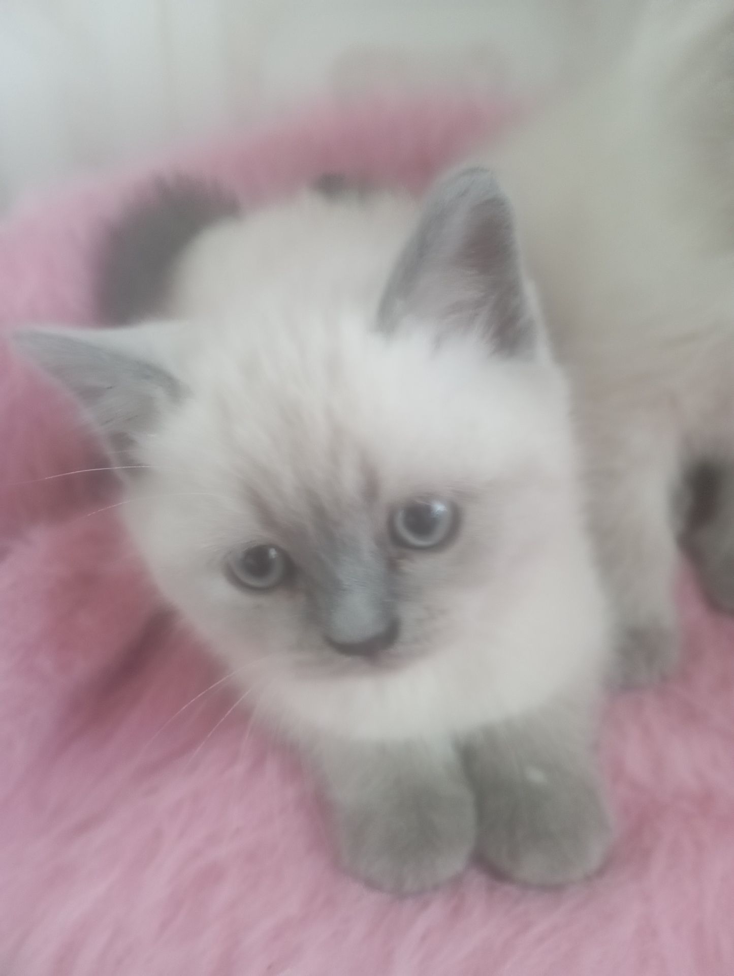 Дівчинка Шикарна скоттиш страйт