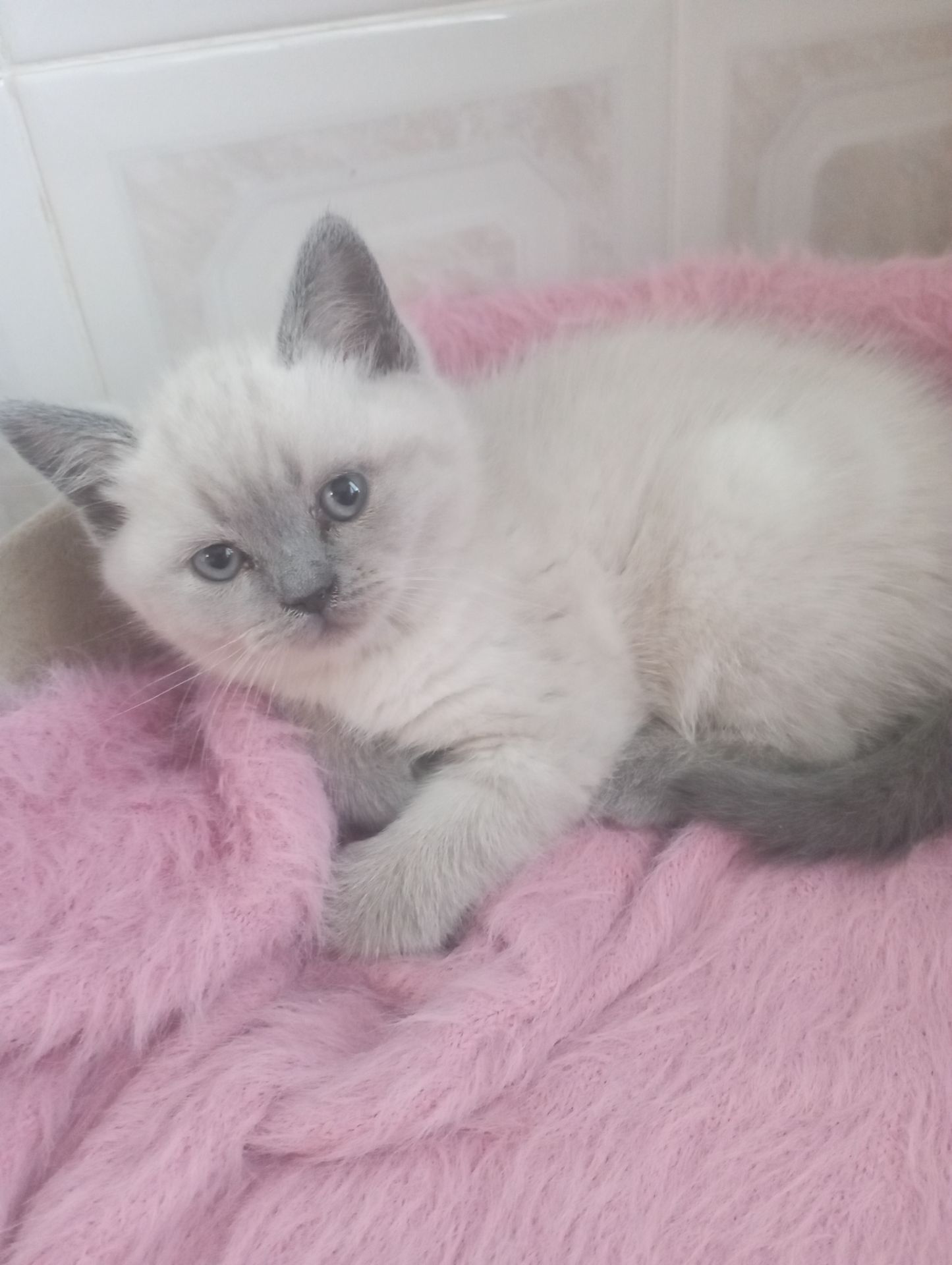 Дівчинка Шикарна скоттиш страйт