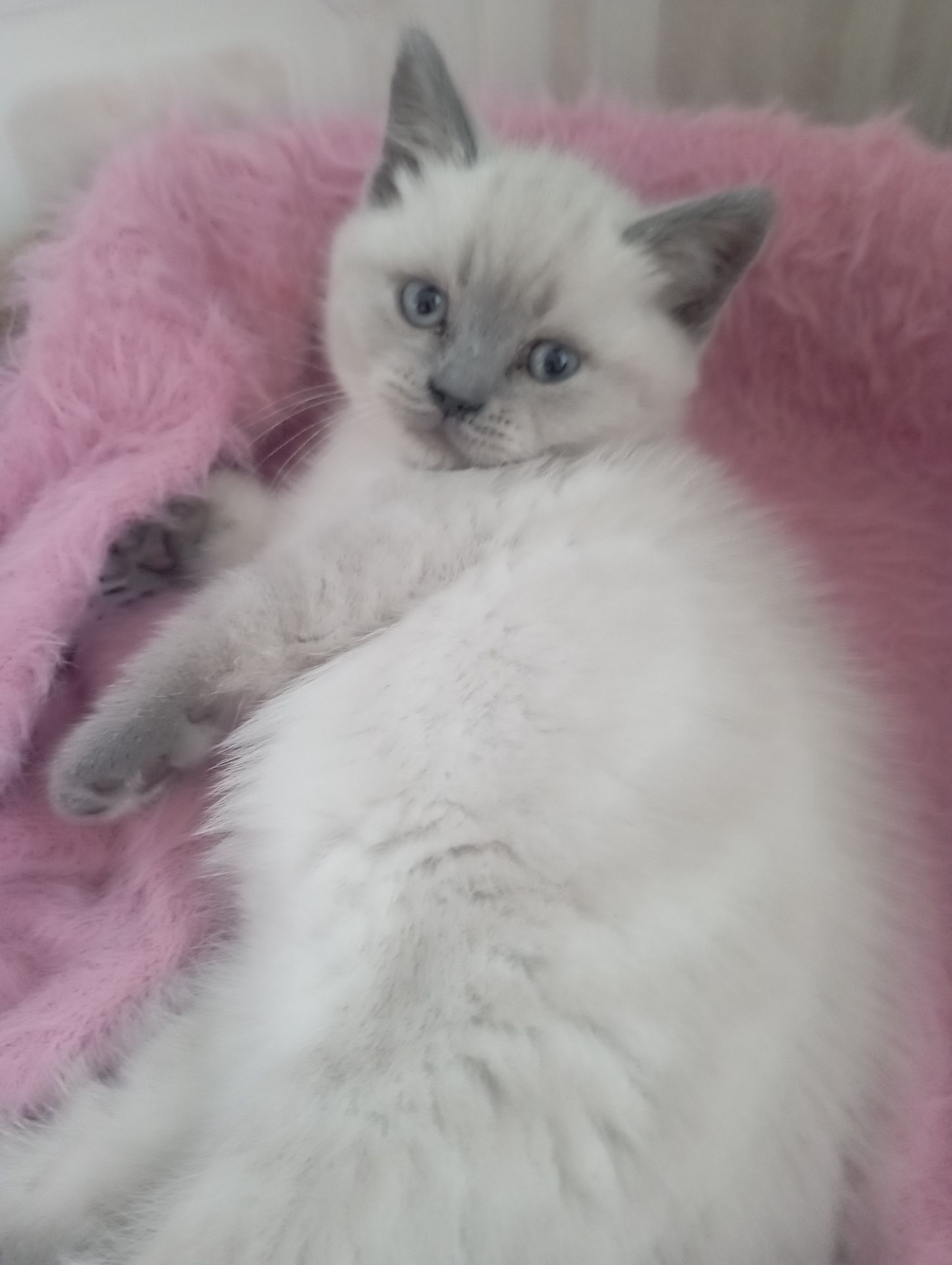 Дівчинка Шикарна скоттиш страйт