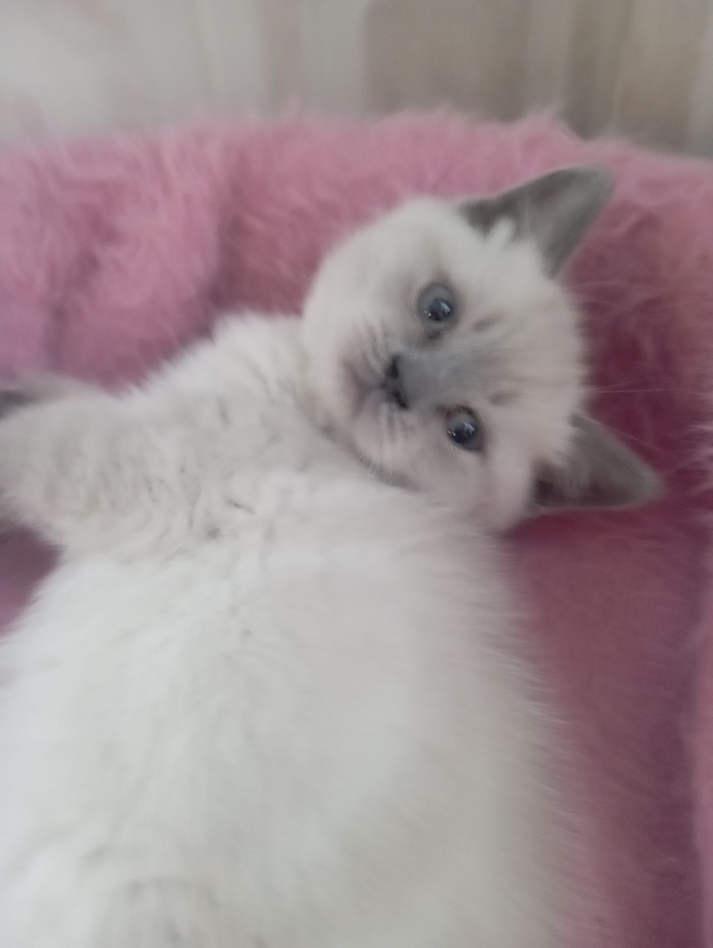 Дівчинка Шикарна скоттиш страйт