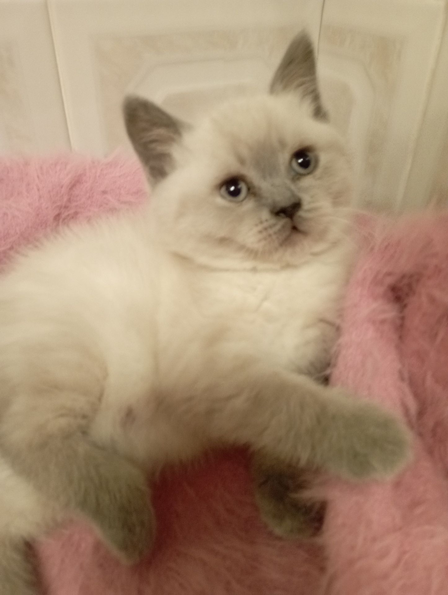 Дівчинка Шикарна скоттиш страйт