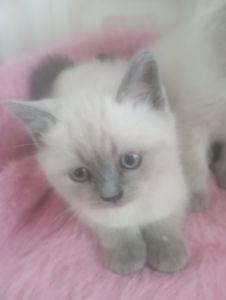 Дівчинка Шикарна скоттиш страйт