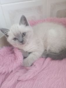 Дівчинка Шикарна скоттиш страйт