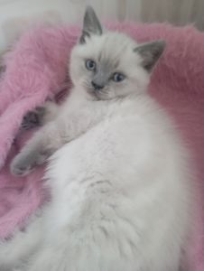 Дівчинка Шикарна скоттиш страйт