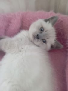 Дівчинка Шикарна скоттиш страйт