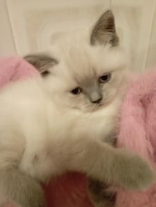 Дівчинка Шикарна скоттиш страйт