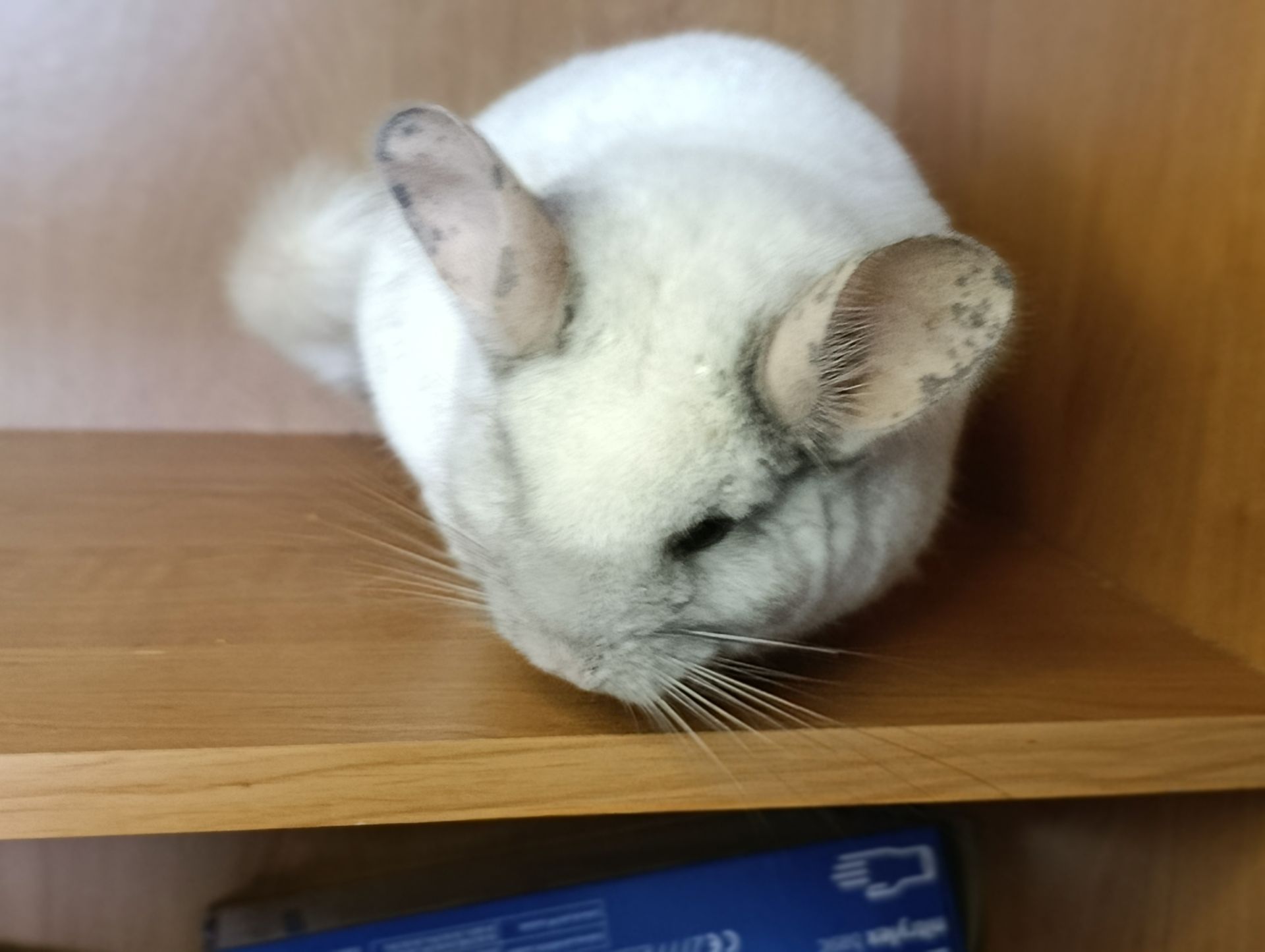 Сім'я шиншил