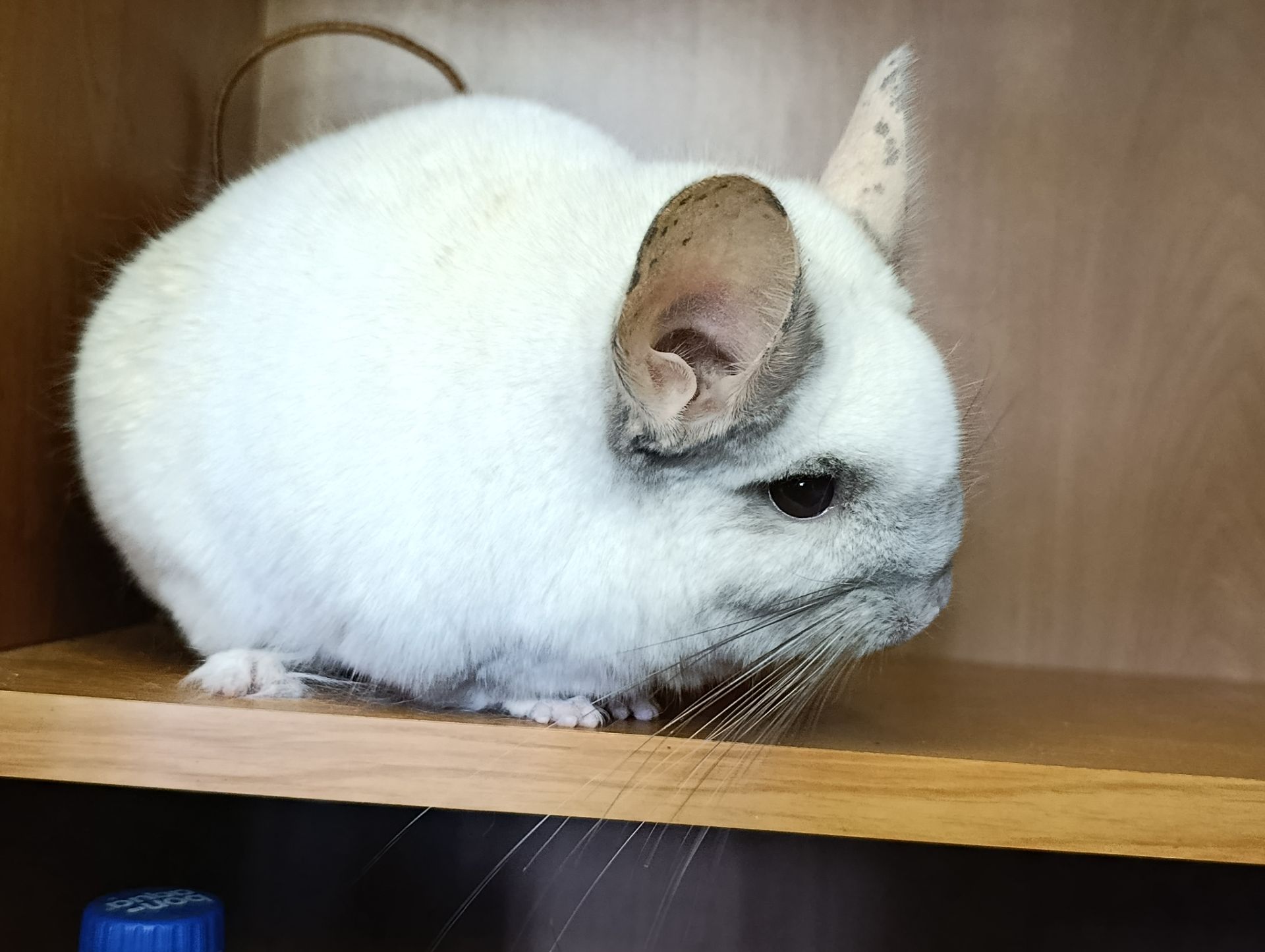 Сім'я шиншил