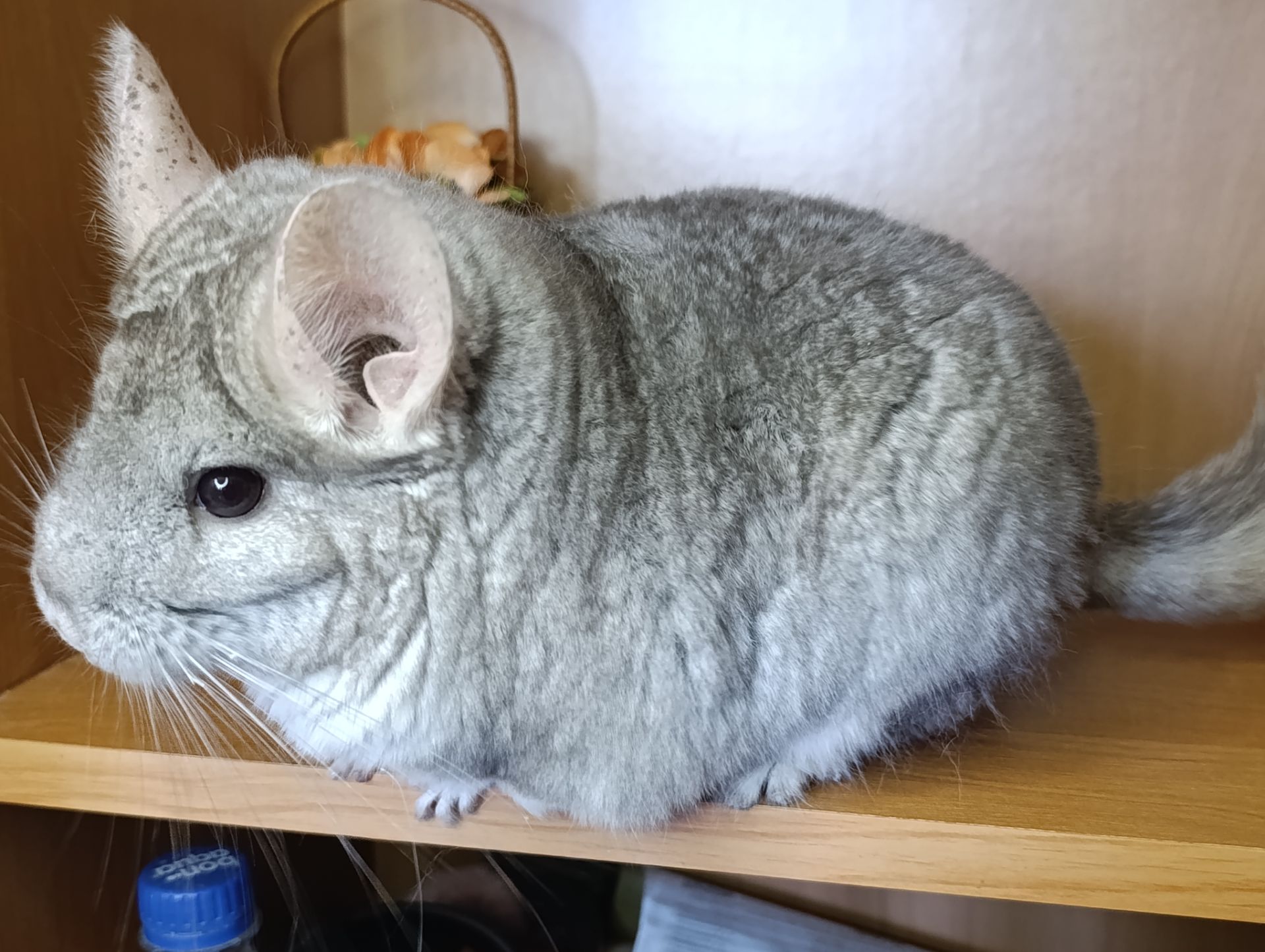 Сім'я шиншил