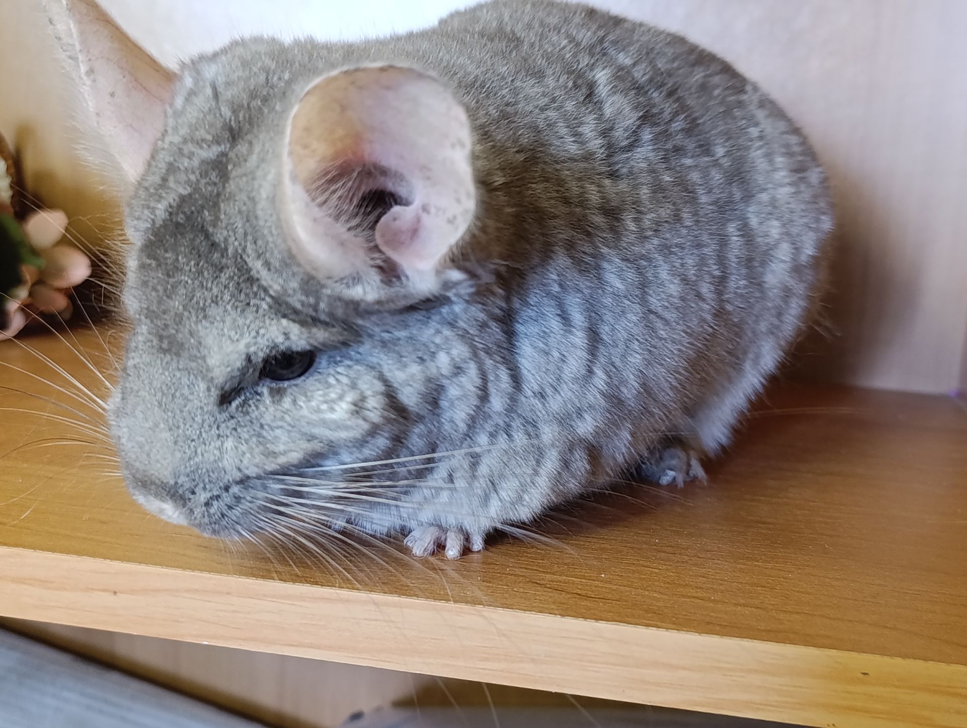 Сім'я шиншил