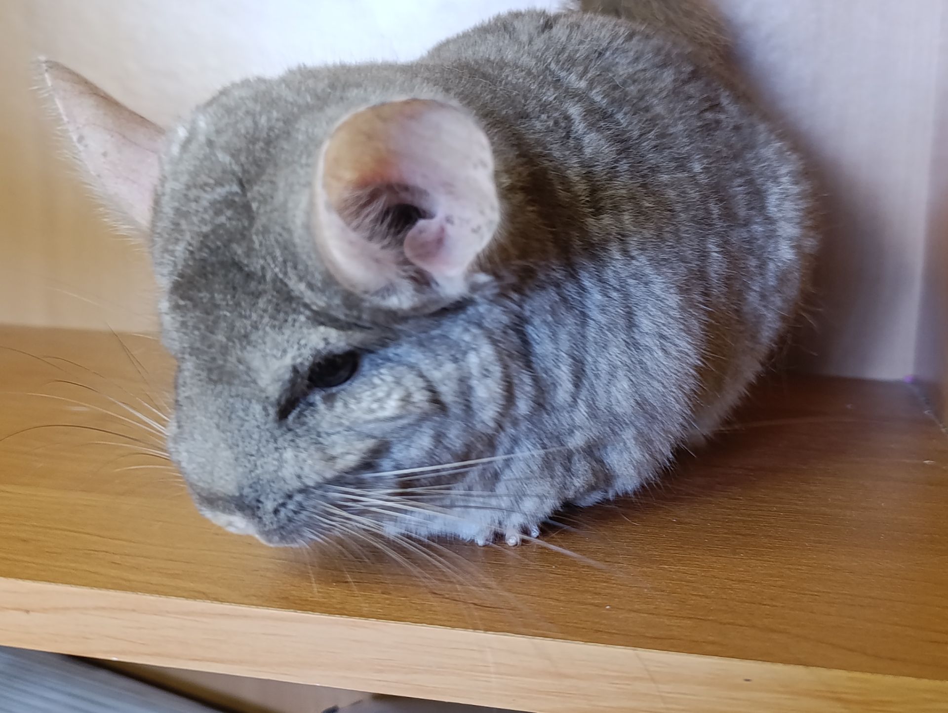 Сім'я шиншил