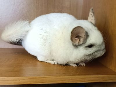 Сім'я шиншил