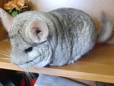 Сім'я шиншил