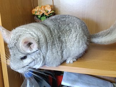 Сім'я шиншил