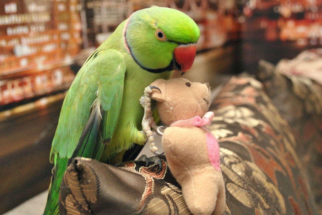 Говорящий ожереловый попугай мальчик