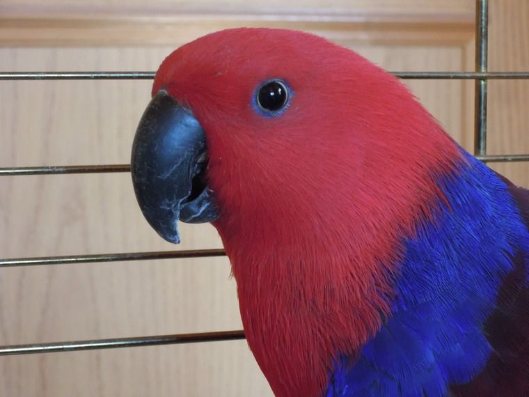 Эклектус Говорящий интересный попугай