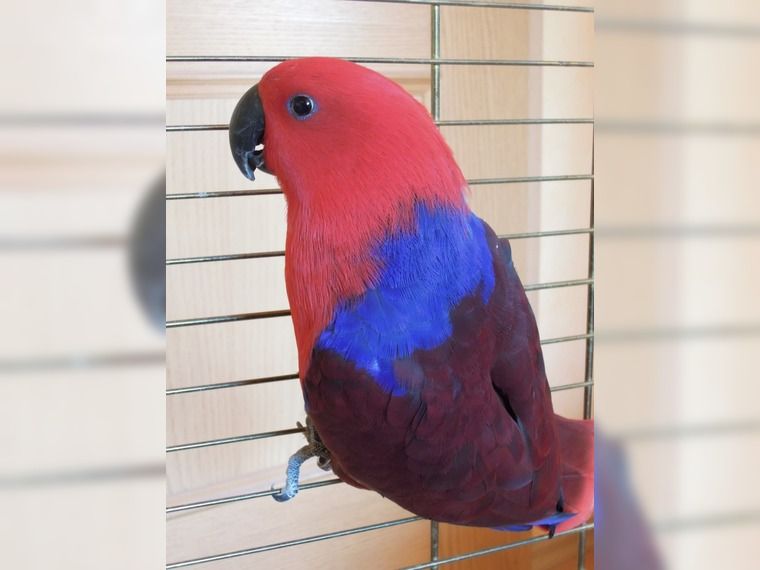 Эклектус Говорящий интересный попугай