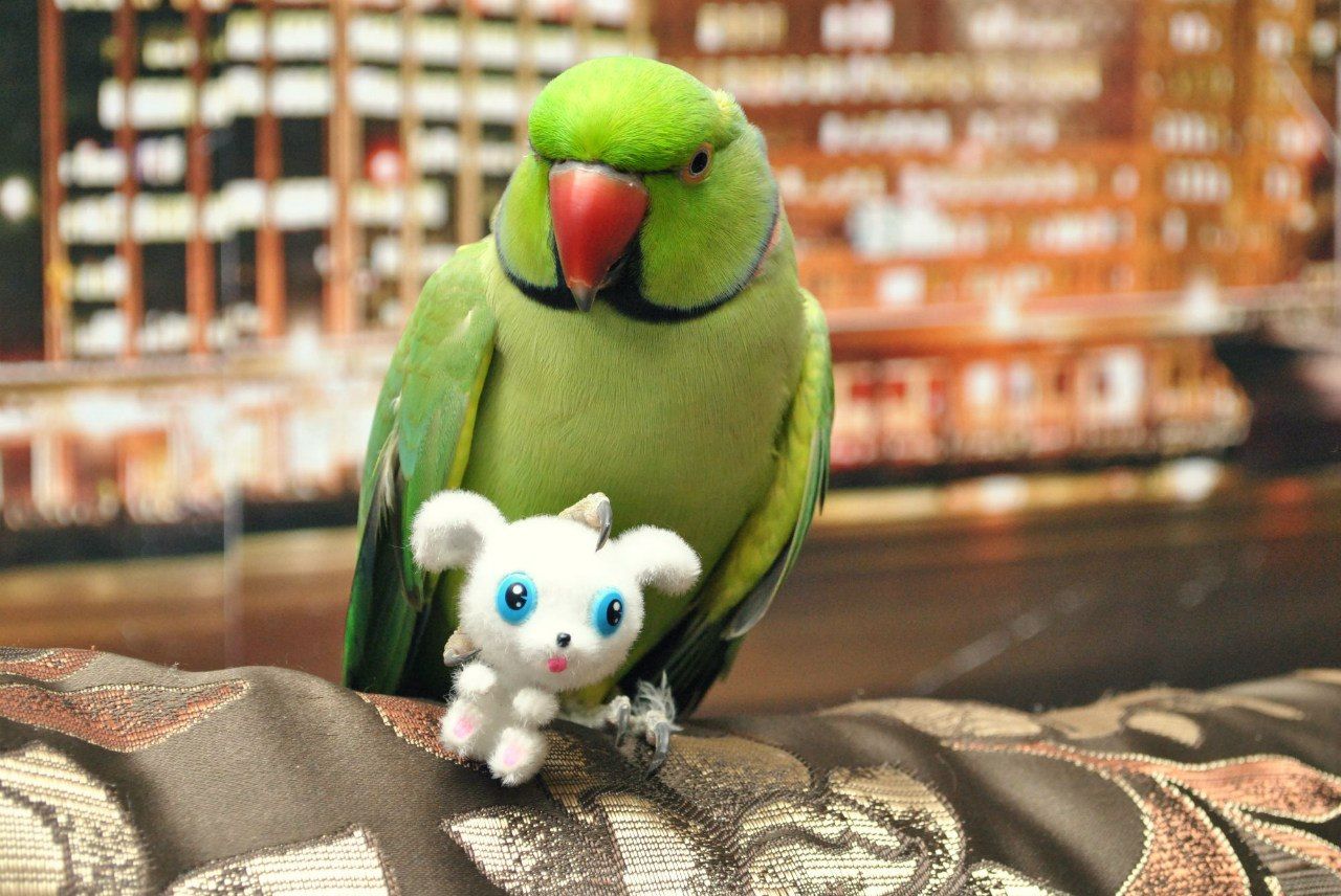 Говорящий ожереловый попугай мальчик