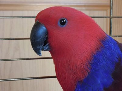 Эклектус Говорящий интересный попугай