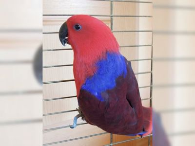 Эклектус Говорящий интересный попугай