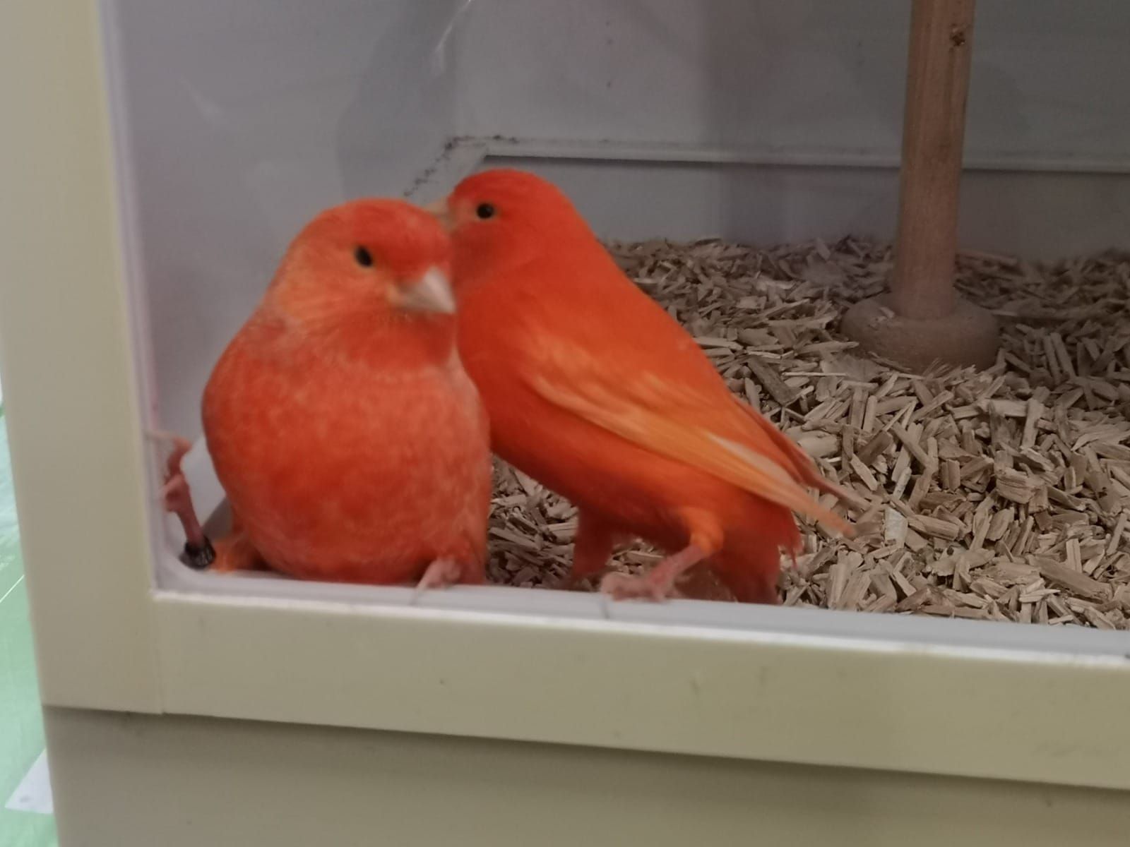 Цветные канарейки - певчие кенары красные