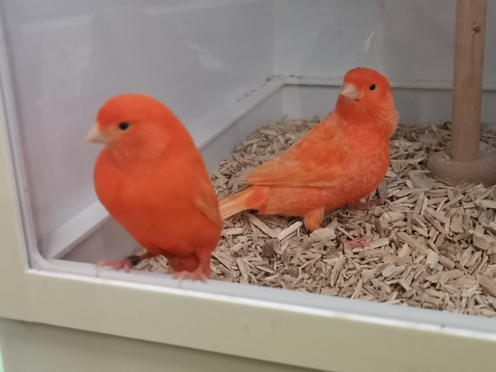 Цветные канарейки - певчие кенары красные