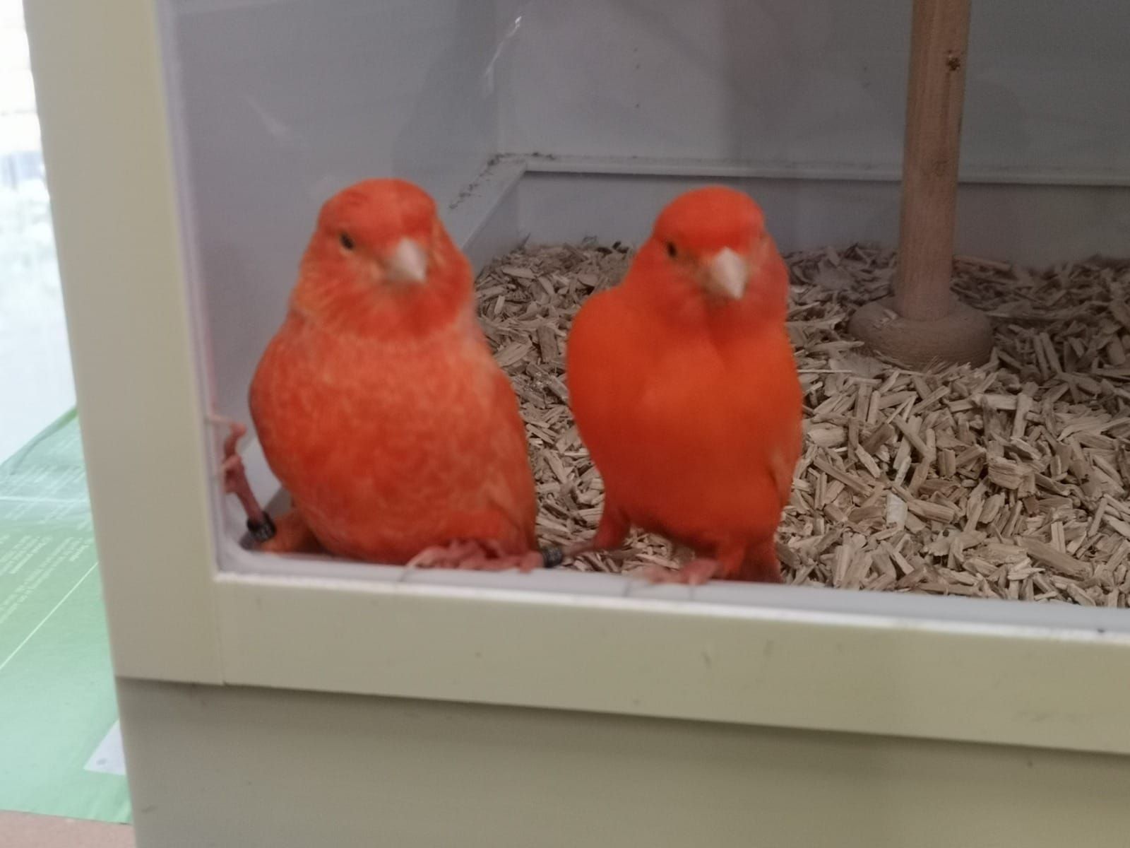 Цветные канарейки - певчие кенары красные