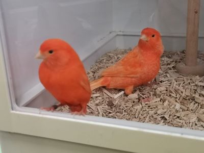 Цветные канарейки - певчие кенары красные