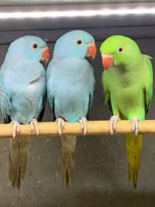 Голубые ожереловые, синие Ожерелки, ожерелові