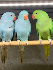 Голубые ожереловые, синие Ожерелки, ожерелові