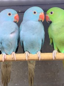 Голубые ожереловые, синие Ожерелки, ожерелові