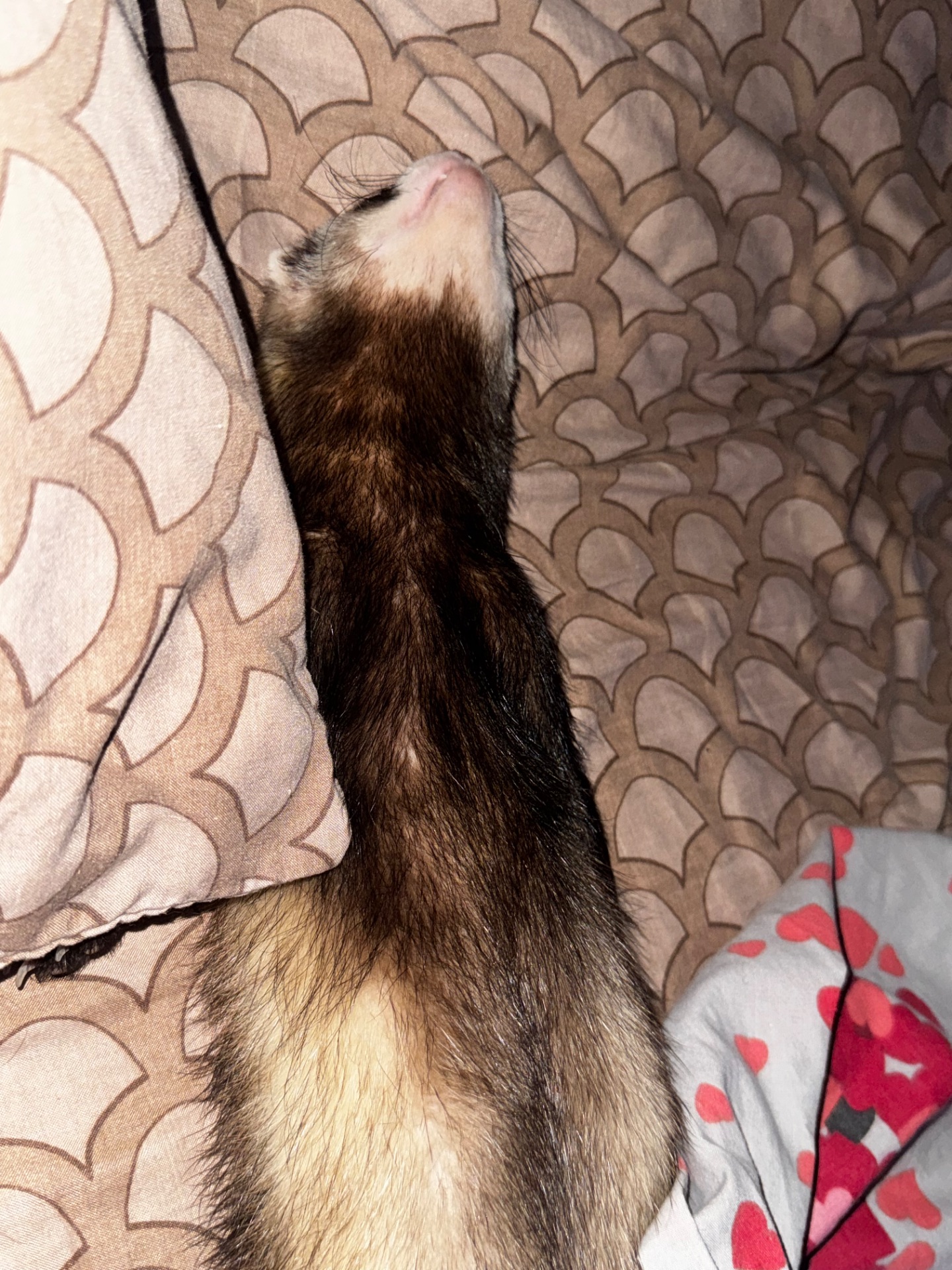 Вязка, хорек фретка