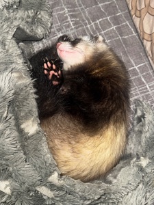 Вязка, хорек фретка