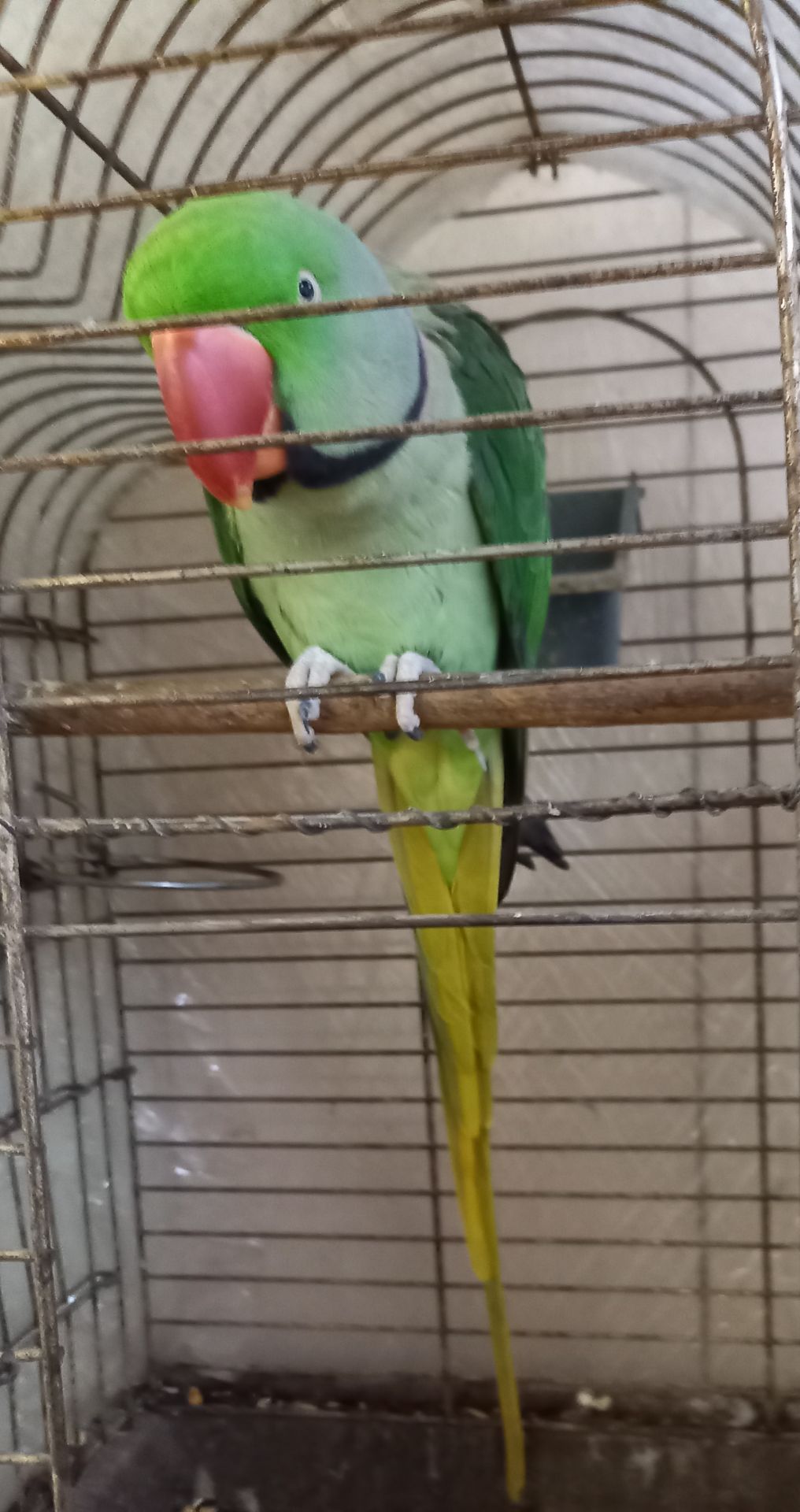 Александрийский попугай