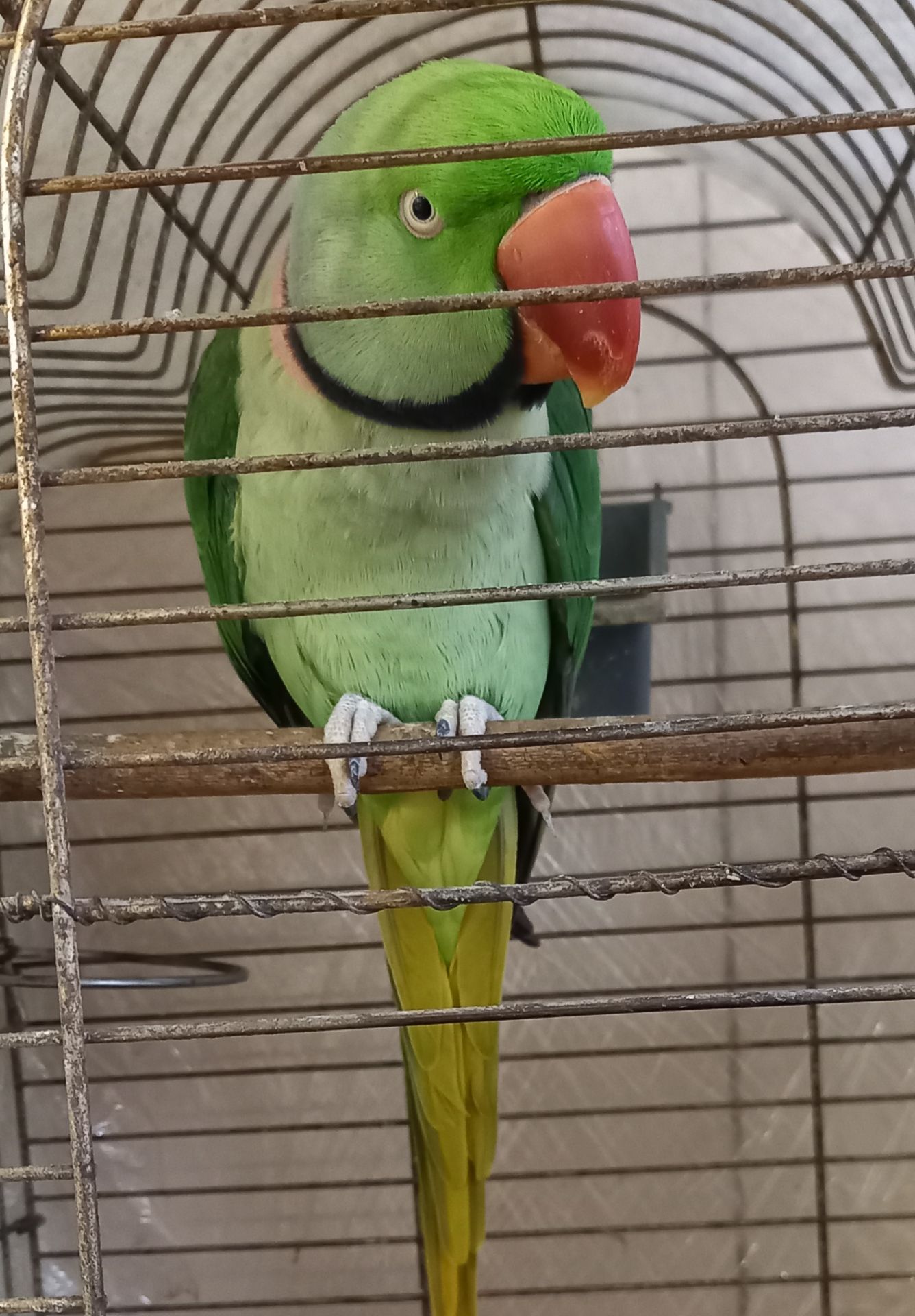 Александрийский попугай