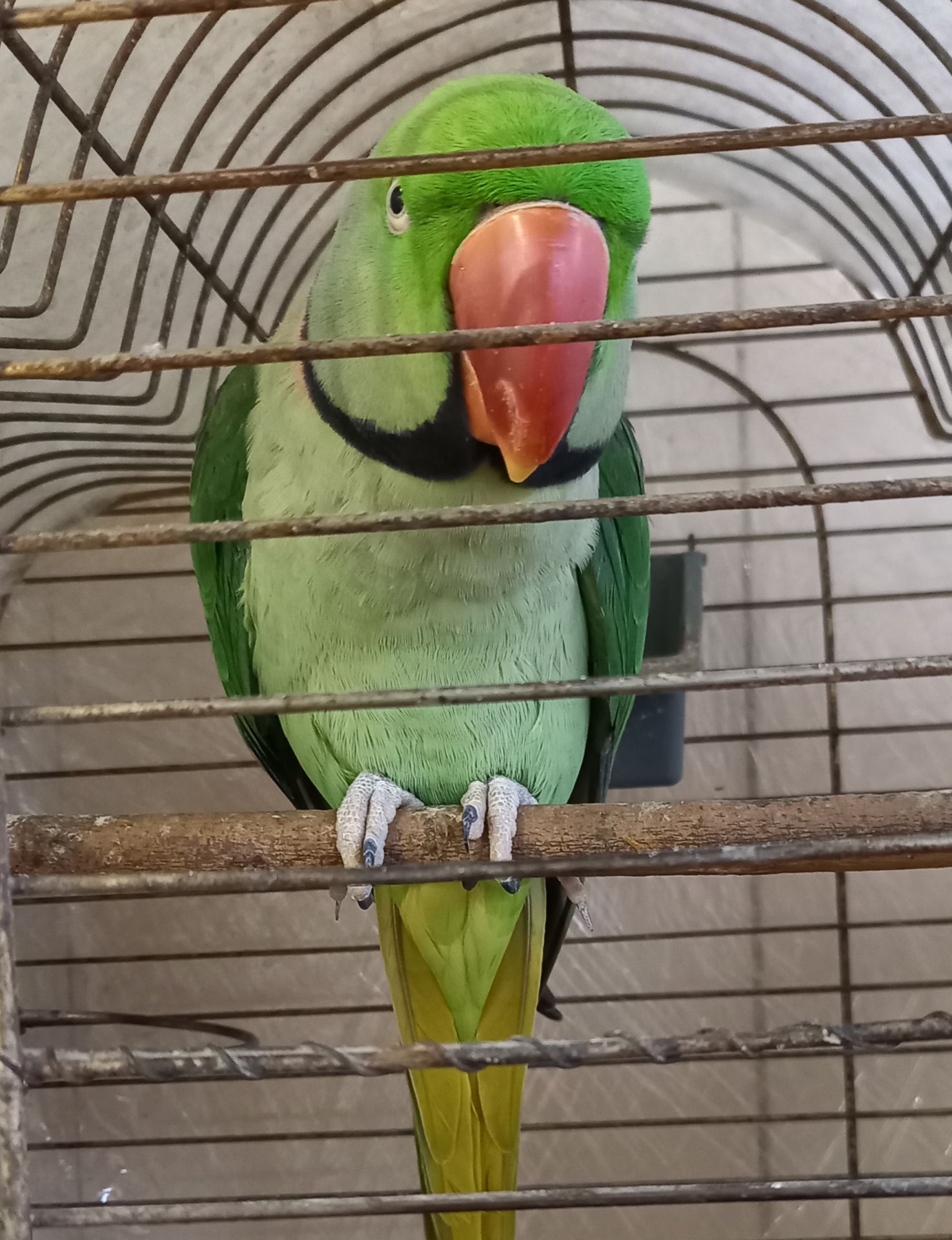 Александрийский попугай