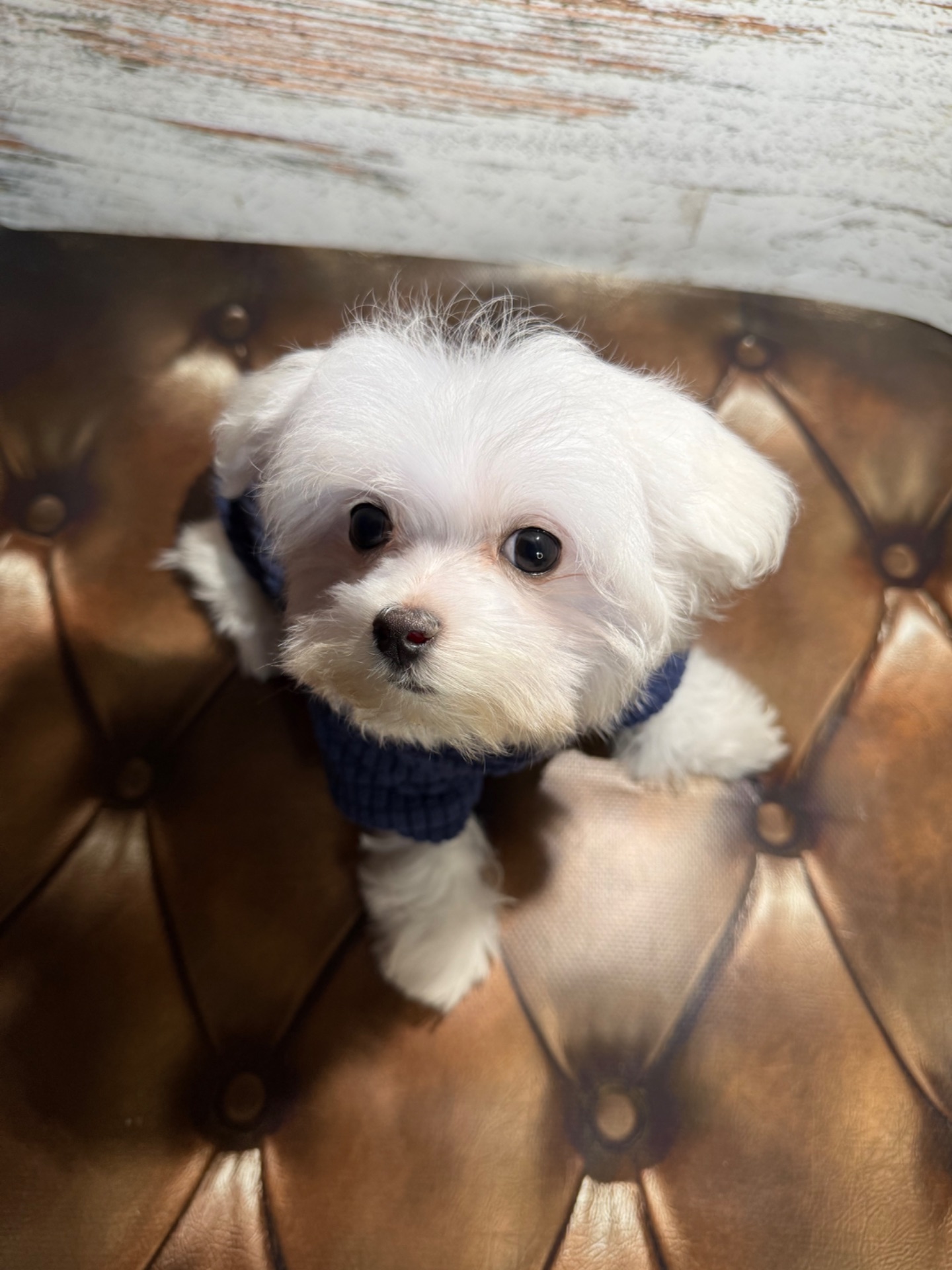 Чистокровні цуценята Мальтійської болонки