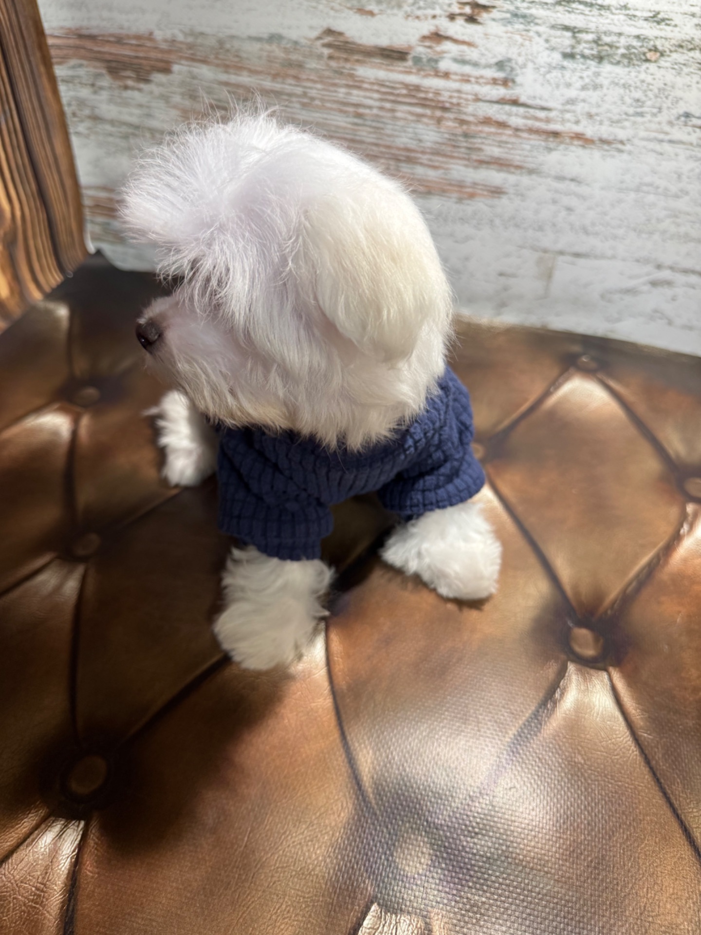 Чистокровні цуценята Мальтійської болонки