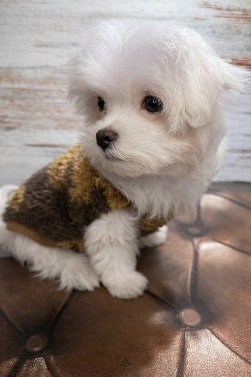 Чистокровні цуценята Мальтійської болонки