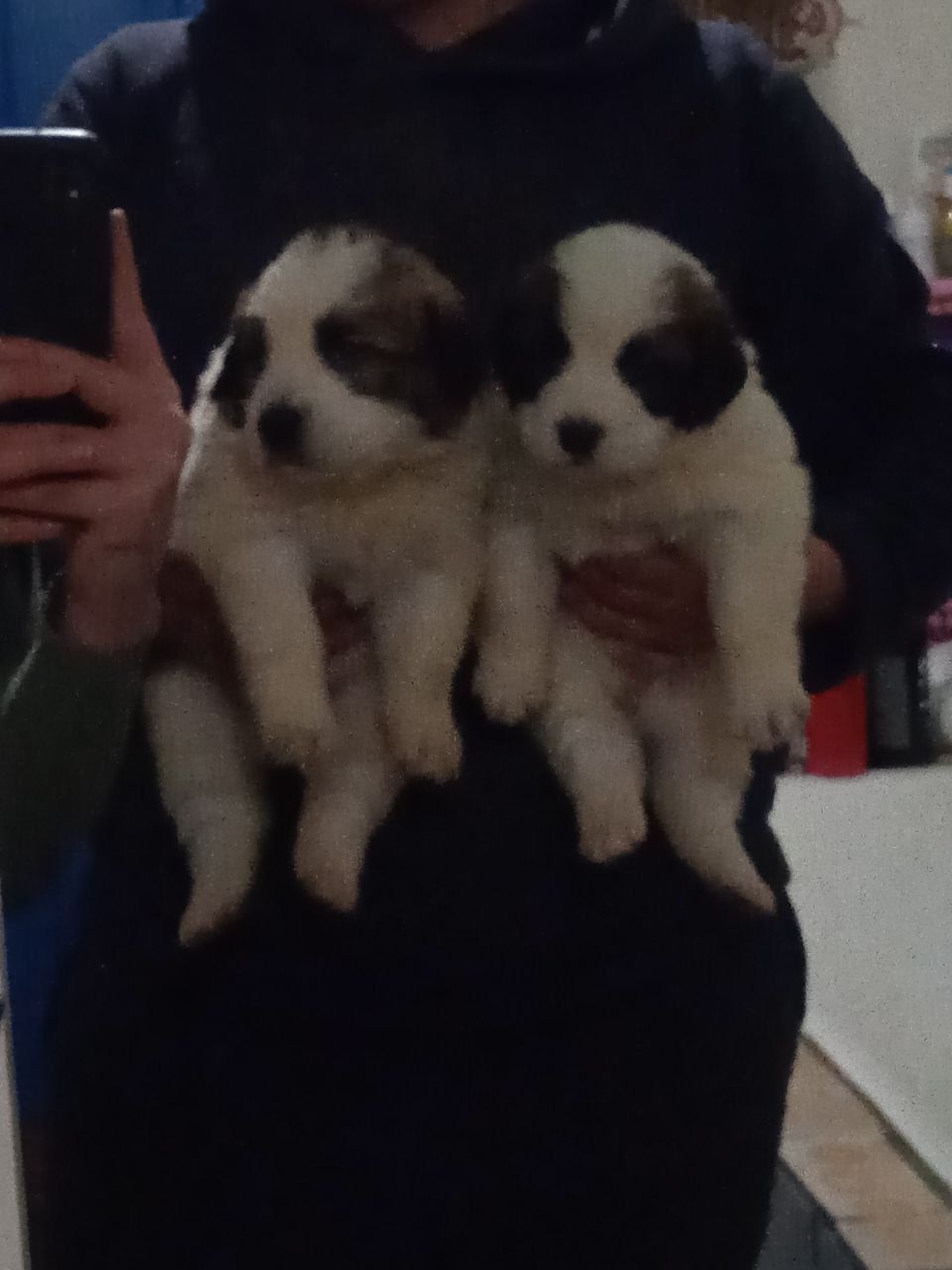 цуценята Сенбернара