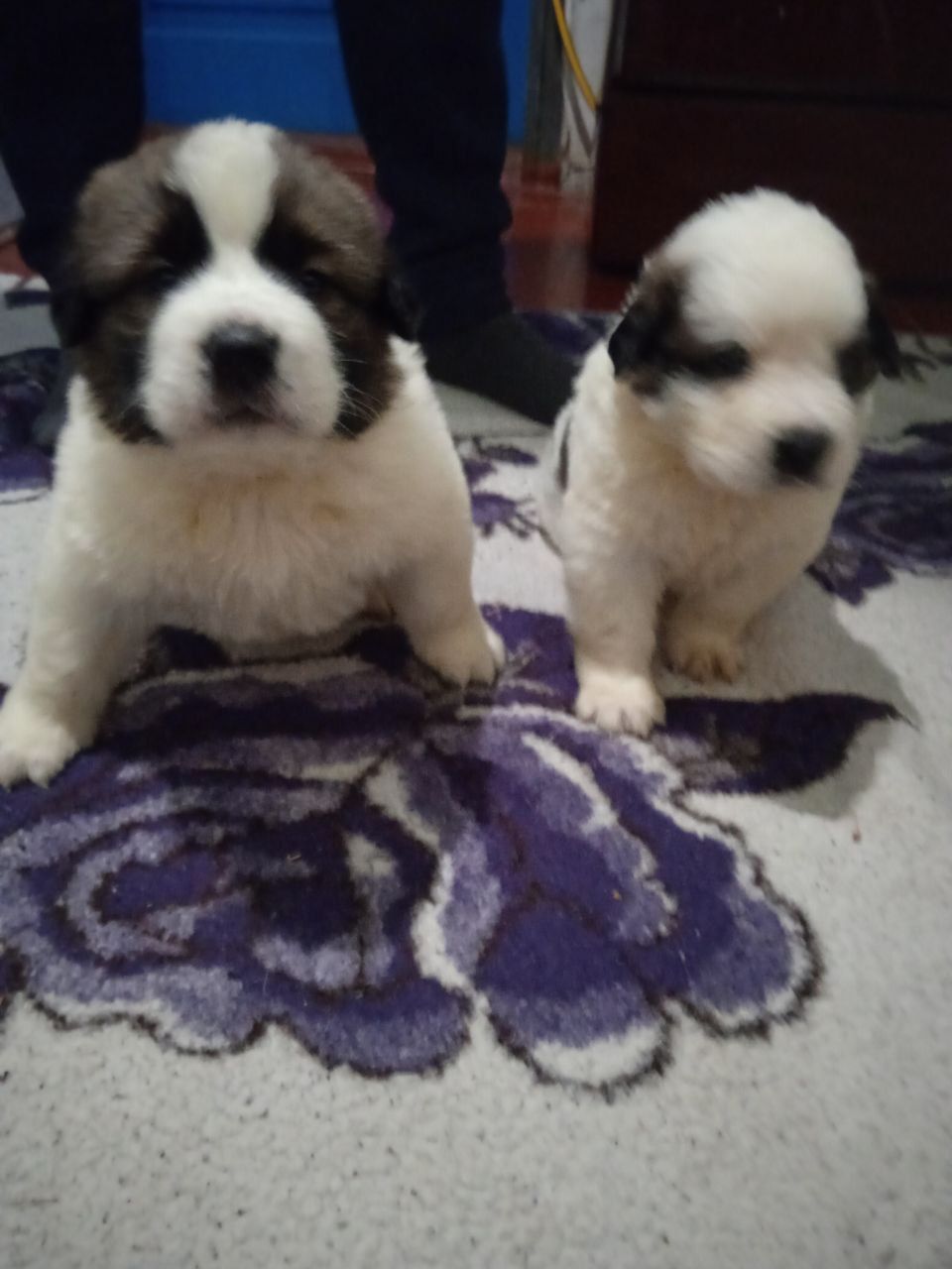 цуценята Сенбернара