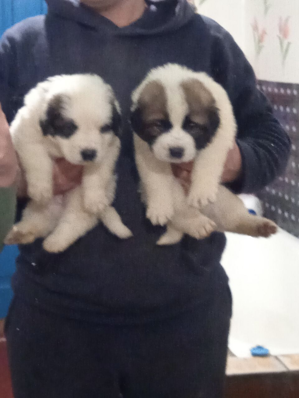 цуценята Сенбернара