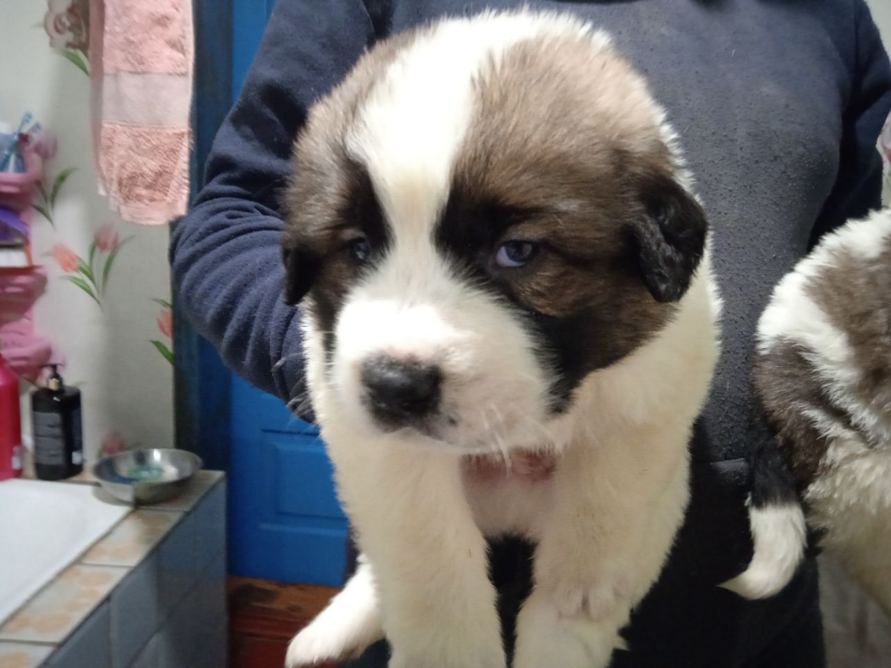 цуценята Сенбернара