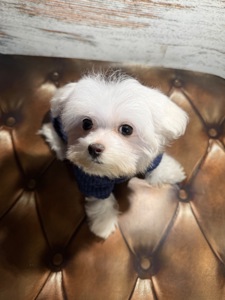 Чистокровні цуценята Мальтійської болонки