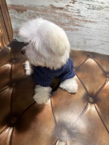 Чистокровні цуценята Мальтійської болонки