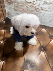 Чистокровні цуценята Мальтійської болонки