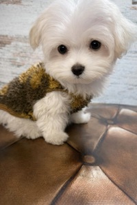 Чистокровні цуценята Мальтійської болонки